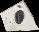 Elrathia Trilobite In Shale - Utah #47381-1
